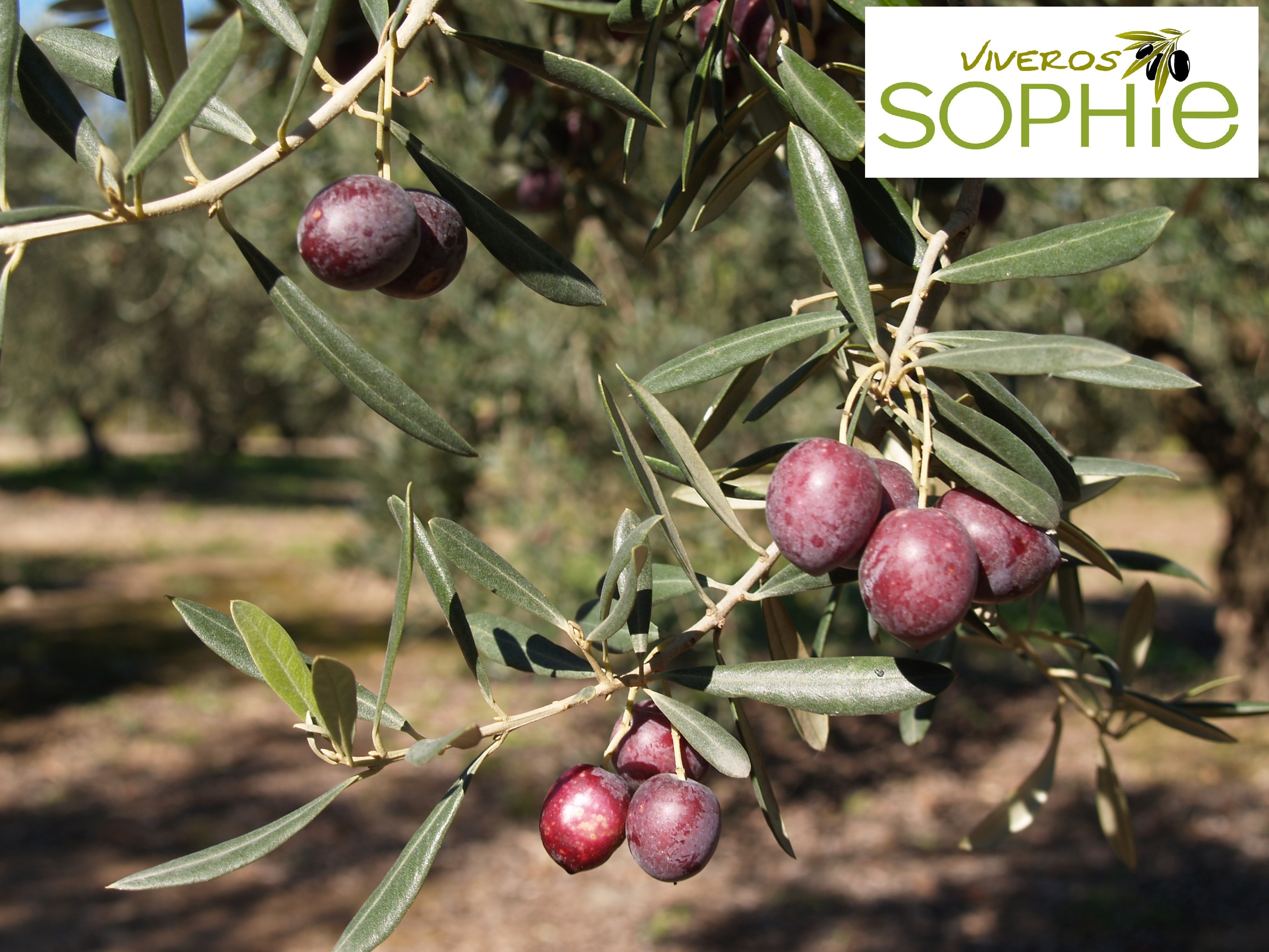 Variedad de olivo MANZANILLA  DEL  PIQUITO